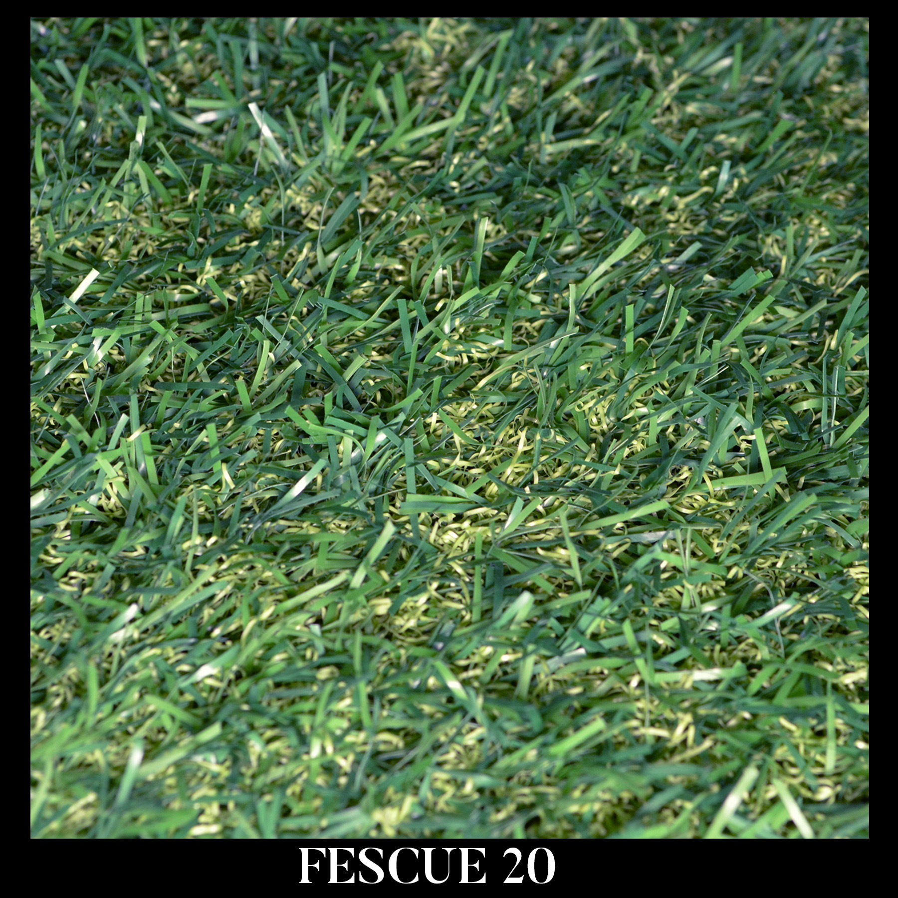 FESCUE 20